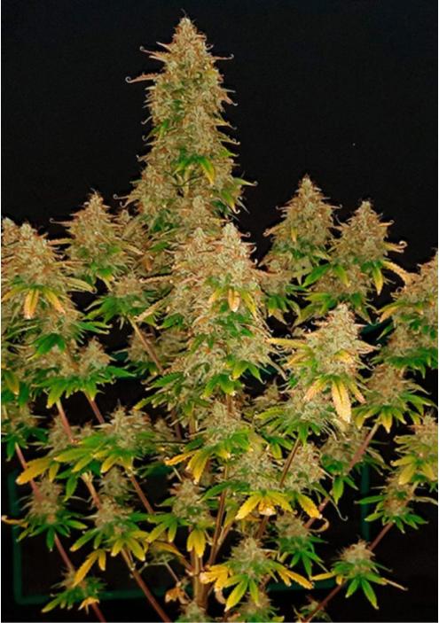 Fast Buds presents the mythical Russian Auto strain