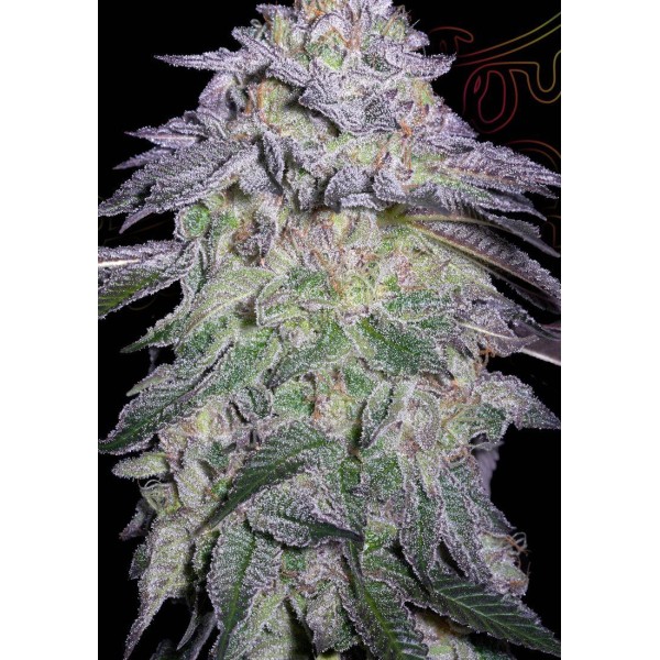 Nori Cake DA Green House Seeds