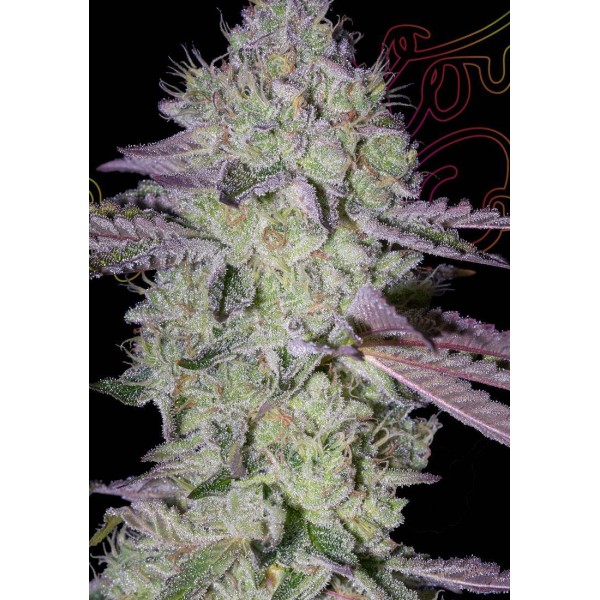 Tarte Tatin by Green House Seeds