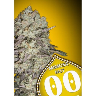 MIMOSA FAST
