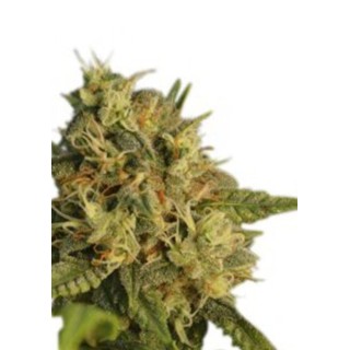 OG Kush por Seedstockers | Uma semente mítica ao melhor preço
