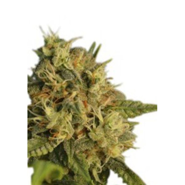 OG Kush por Seedstockers | Uma semente mítica ao melhor preço