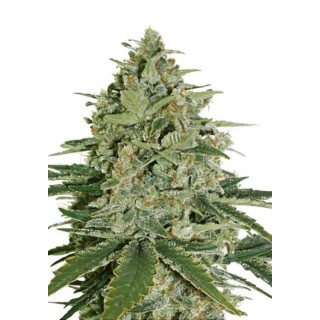 SUPER SKUNK Seedstockers