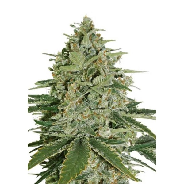 SUPER SKUNK Seedstockers