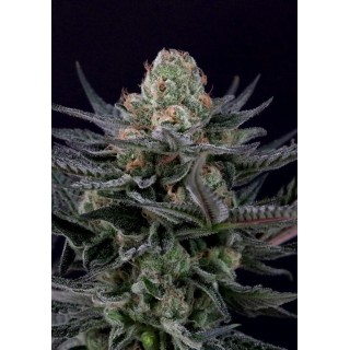 Marihuana Caramba de Paradise Seeds