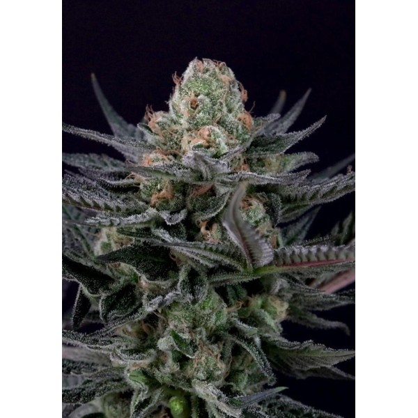 Caramba by Paradise Seeds