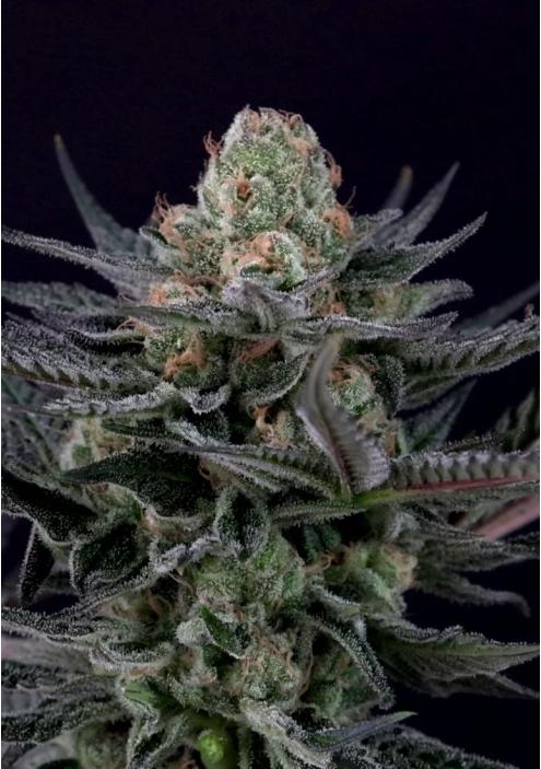 Marihuana Caramba de Paradise Seeds