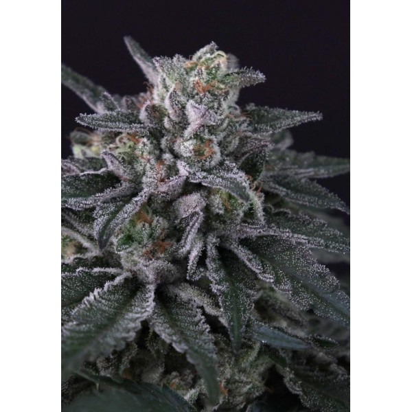 Gulupa del banco Paradise Seeds