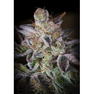 SWEETOPIA sementes de canábis