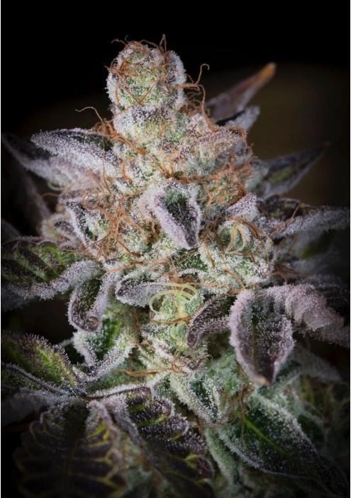 SWEETOPIA cannabis seeds