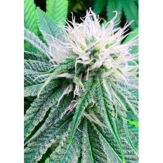 BANANA DESERT S1 SEMENTES