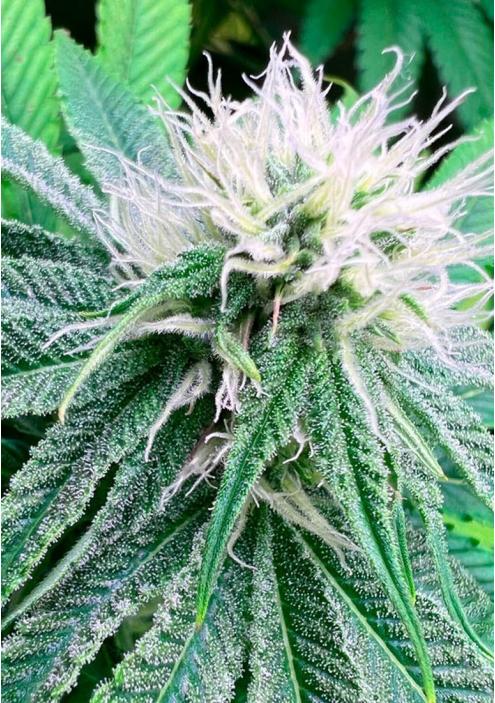 BANANA DESERT S1 SEEDS