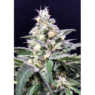 AMAZON HAZE AUTO SEEDS