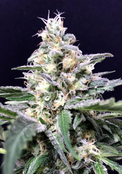 AMAZON HAZE AUTO SEMILLAS