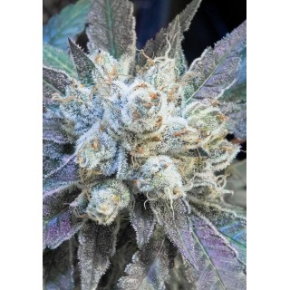 9 POUND HAMMER FAST SEMENTES