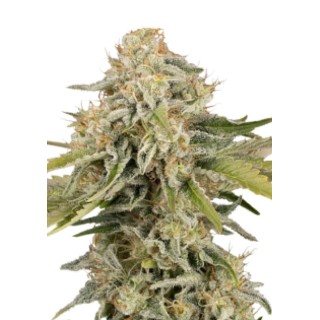 BLACK RAINBOW AUTO