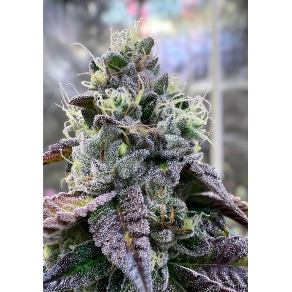 Bananukis da R-Kiem Seeds | Roxa de alto rendimento e alto teor de THC