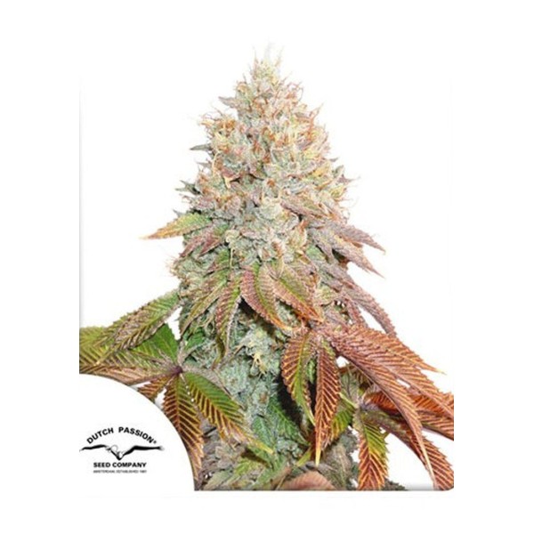 AUTO BANANA BLAZE SEMENTES