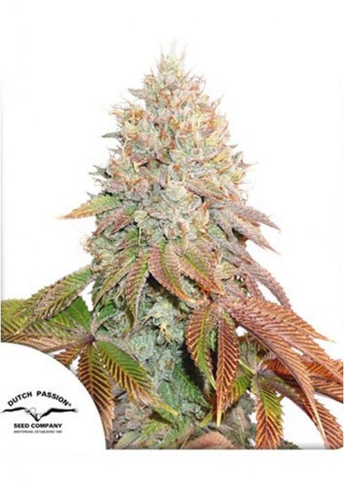 AUTO BANANA BLAZE SEMENTES