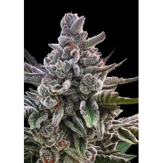 AÇAI JELLY MARIHUANA