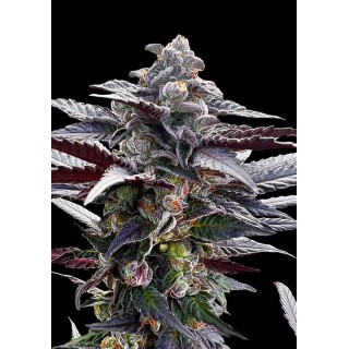 Sementes feminizadas Pink Sunset by Sherbinski