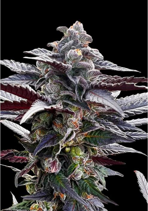 Pink Sunset by Sherbinski Feminized Seeds