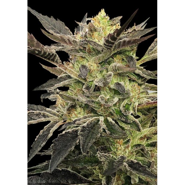 SEMENTES PINK SUNSET AUTO