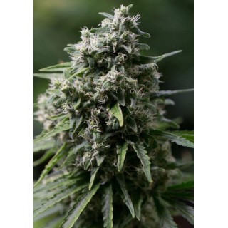 CRITICAL + 2.0 SEMENTES