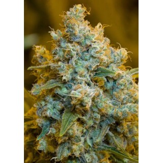 CRITICAL JACK SEMENTES