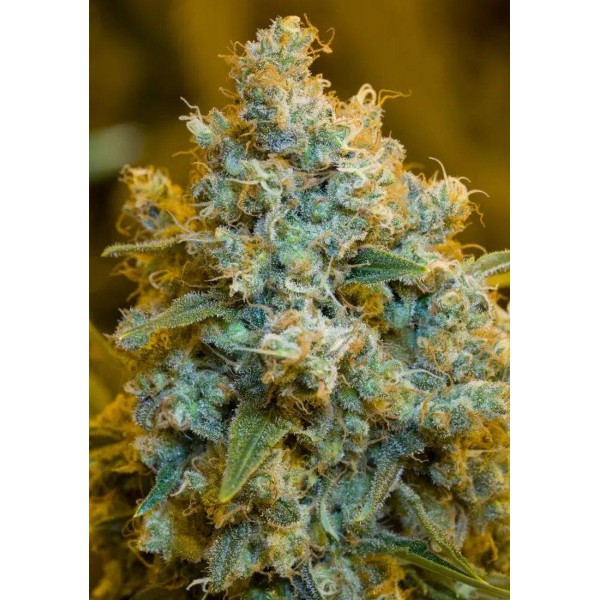 CRITICAL JACK SEMENTES