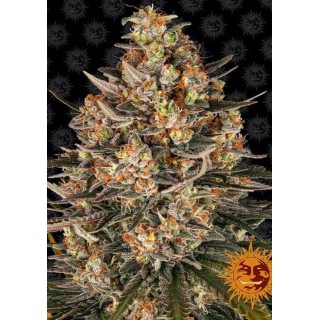 LEMON DRIZZLE SEMENTES