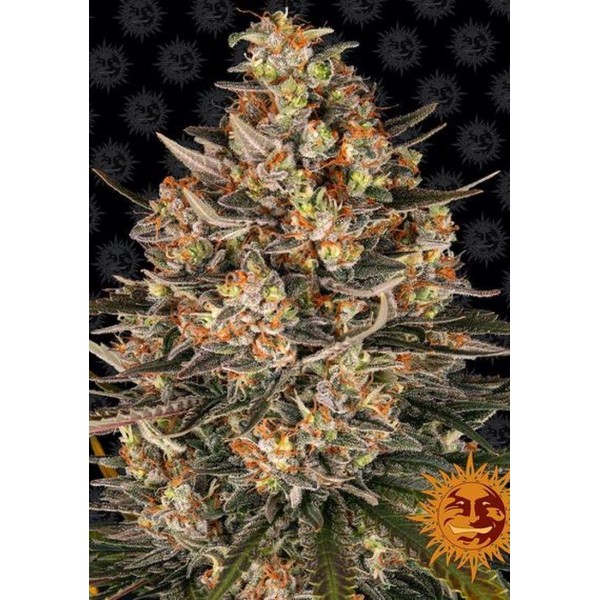 LEMON DRIZZLE SEMENTES