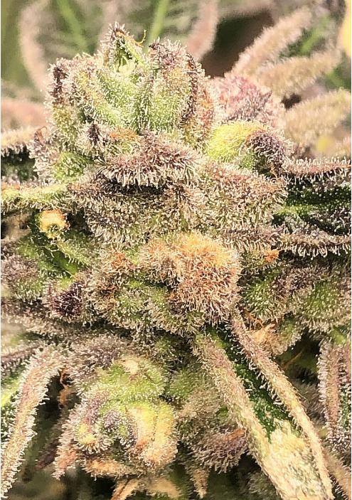 APPLE FRITTER S1 STRAIN