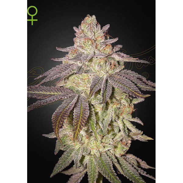 BLACK TOFFEE AUTO CANÁBIS