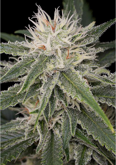 Cheap Amnesia Feminized marijuana seeds in bulk.