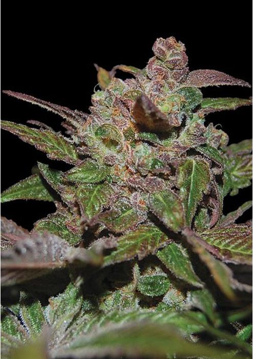 Auto Purple Wreck cannabis seeds