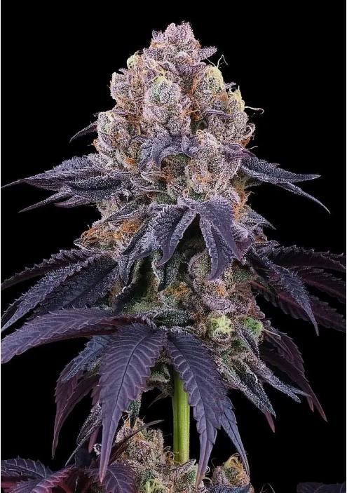 Lemon Coconut Fat Bomb Feminized Seeds