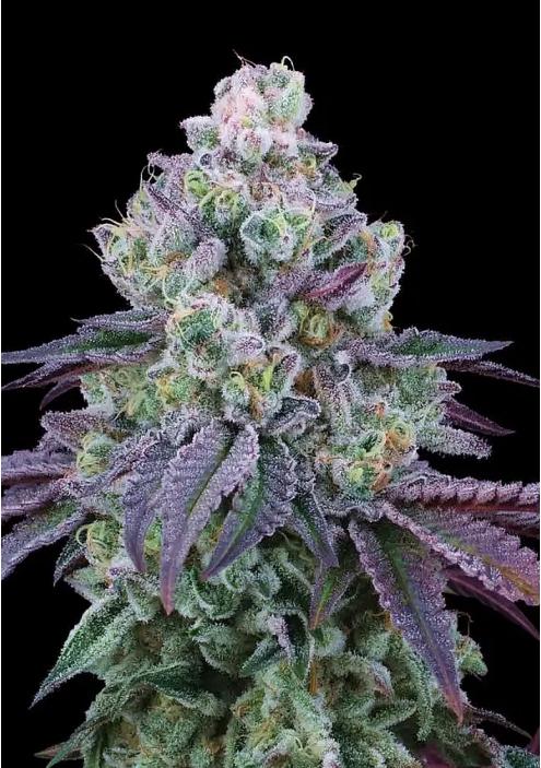 Coconut Chalice Feminized Seeds