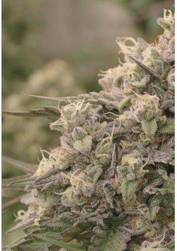Sunday Punch Seeds by Delicious Seeds