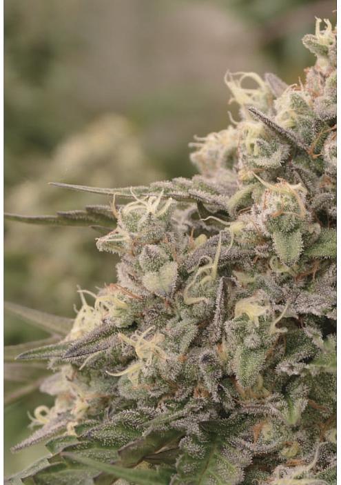 Sunday Punch Feminizada de Delicious Seeds