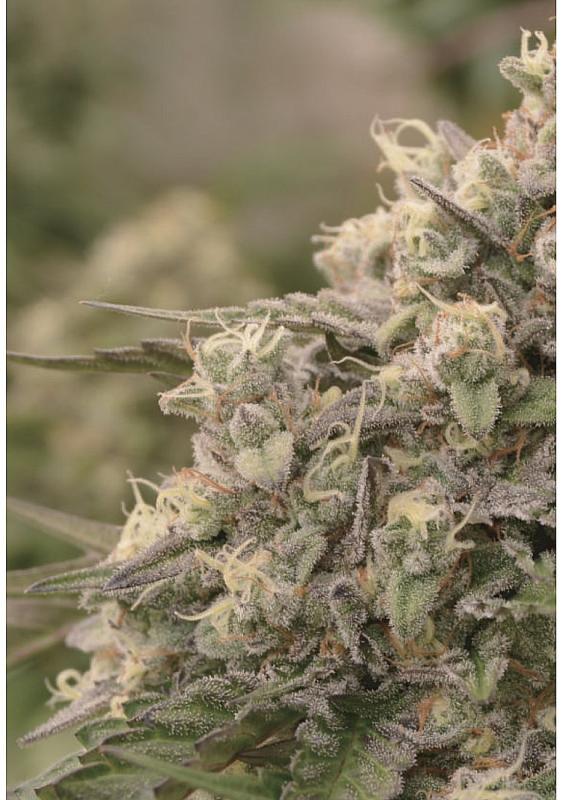 Sunday Punch Seeds by Delicious Seeds