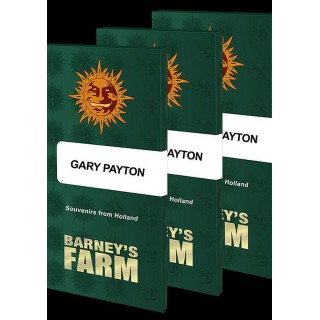 Gary Payton | Híbrido de canábis com predominância de sativa da Barney's