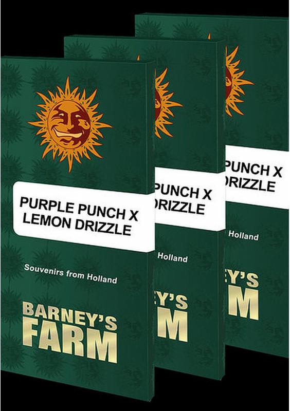 Purple Punch x Lemon Drizzle Marijuana Seeds