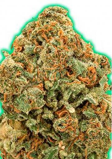 Monster Moby Feminizada de Monster Genetics