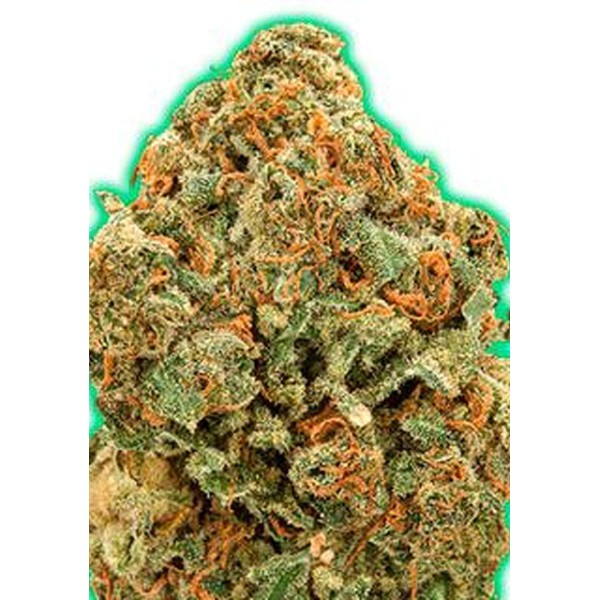 Monster Moby Strain da Monster Genetics