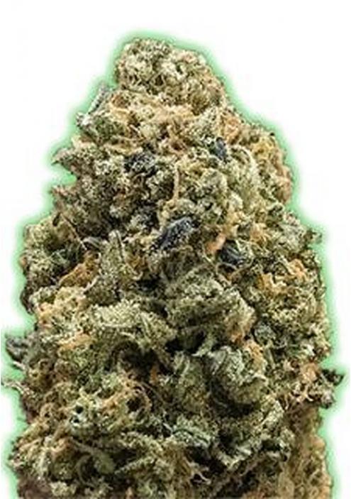 Monster Bruce Banner de Monster Genetics