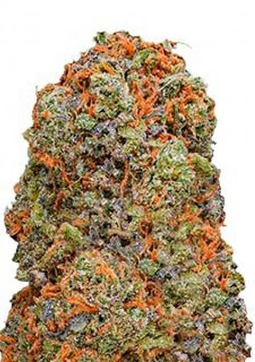 Semillas Monster Gelato de Monster Genetics