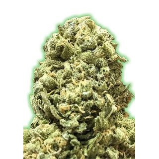 semente de canábis Monster Girl Scout Cookies