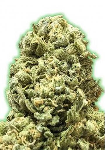 semilla de marihuana Monster Girl Scout Cookies