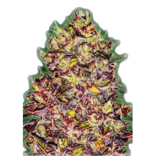 semilla Monster Gelato Auto